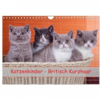 Katzenkinder Britisch Kurzhaar 2024 Wandkalender