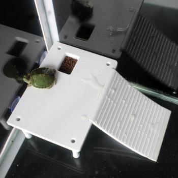 Frog Basking Platform with Suction Cups