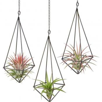 Air Plant Wall Planter