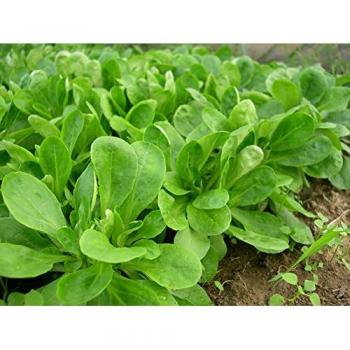 Reproducible Green Mâche (Cambrai) – 500 Seeds for Gardeners