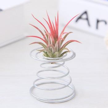 Spring Wire Air Plant Holder