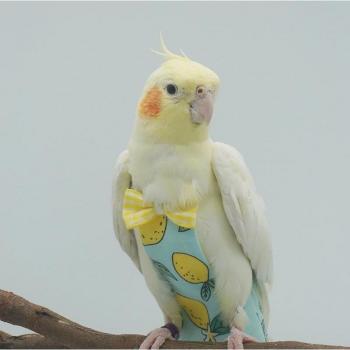 Pañal Loro Lazo – Traje de Vuelo para Aves