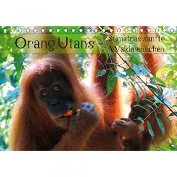 Orang Utans