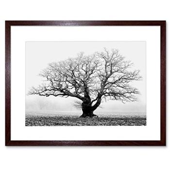 Shrouded Arbor: 12×16 Framed Landscape Photo