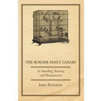 The Border Fancy Canary