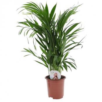 Florastore Premium