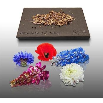 300 Graines de Fleurs Colorées