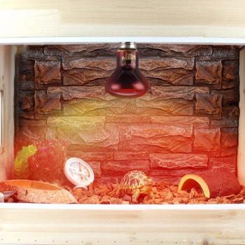 Amphibian Heat Lamp