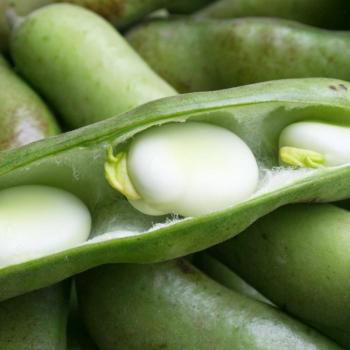 Windsor White Fagioli 50g – Seme di Legume Fresco