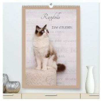 Premium Wandkalender 2024 Ragdolls zum Verlieben