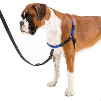 Coach P L, Harnais Bleu pour Dressage Canin
