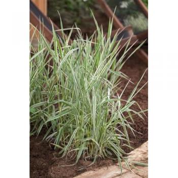 Buntes Rohrglanzgras (Phalaris arundinacea ‘Picta’) – 9×9 cm Topf