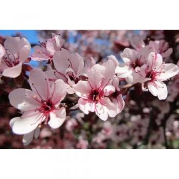 Pink Cistena Patio Flowering Tree 3-4ft in 7.5L Pot