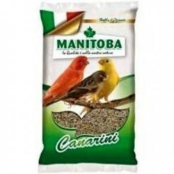 Manitoba canarini kg 1