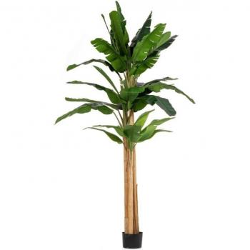 Cucina Verde: Banano 320 cm, 30 Foglie, Vaso Nero