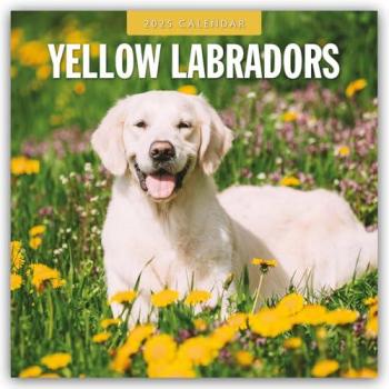 Yellow Labrador Retrievers