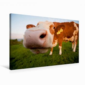 Calvendo Kunstleder‑Leinwand Kuhnase 75 × 50 cm – Druck by Karolina Gasteiger