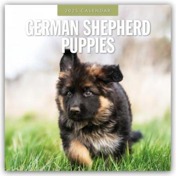 German Shepherd Puppies