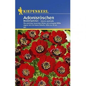 Kiepenkerl Adonis d’Été – Nuage Rouge