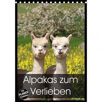 Alpakas zum Verlieben