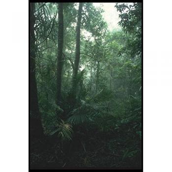 Bali Jungle Trail Bilddruck A4 10×8 cm