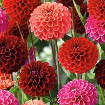 Dahlia Bloom Mix Tubers