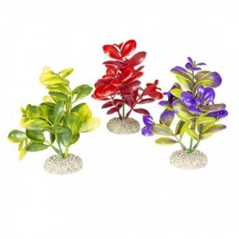 Décor végétal Aqua Della Crassula