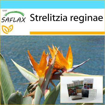 SAFLAX Premium‑Geschenkset Paradiesvogelblume
