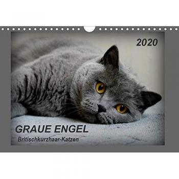 GRAUE ENGEL Britischkurzhaar-Katzen