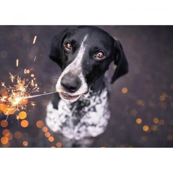 DIY Diamantkunst für Hunde: 20×30 cm Strasssteine Schwarz-Weiß