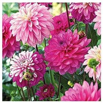 Three‑Tubed Dahlia Pink Fusion