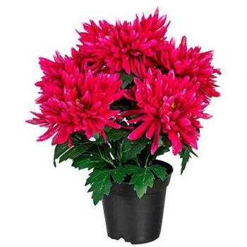 Kleines pinkes Chrysanthemum im Kunststoffbehälter – 27 cm, langlebig