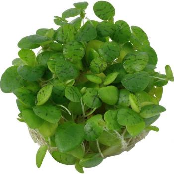 Tropica Limnobium laevigatum CUP