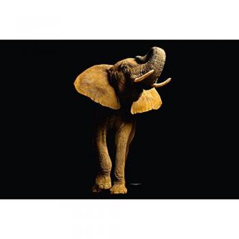 A.S. Creation XXL Fototapete Vlies Tiere Elefant 4,00 m x 2,67 m