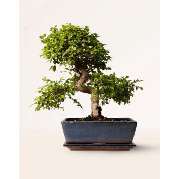 Bonsái Zelkova 10 Años – Planta Viva en Maceta con Plato, 40‑45 cm