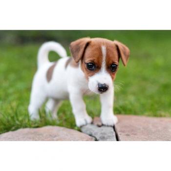 PaperMoon Tapete „Terrier Jack Russell – Hund in grüner Umgebung“