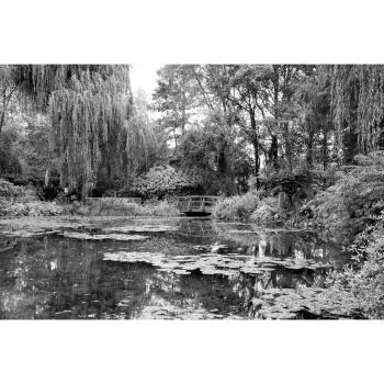 Papermoon Fototapete »Monochromer Wald«