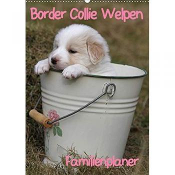 Border Collie Welpen