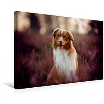 CALVENDO Premium Textil-Leinwand 45 x 30 cm Quer-Format Australian Shepherd im Heidezauber, Leinwanddruck von Katrin Buttkau