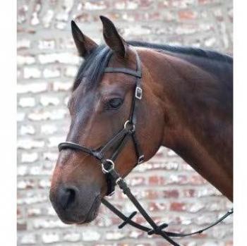 Black Cob Bitless Bridle – Linda Tellington‑Jones Waldhausen Collection