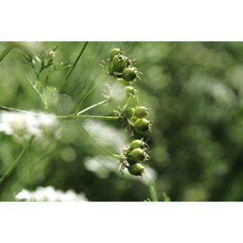 Semillas de Cilantro Reproductible 300 Unidades