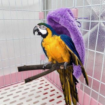 AileMiel : Tente Cachette Peluche