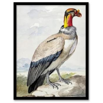 Vintage King Vulture Wall Art – A3 Framed by Aert Schouman & Artery8
