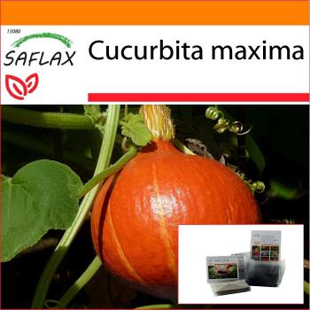 SAFLAX Zucca Hokkaido Giapponese – Set di 10 Semi + Substrato in Sacca