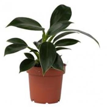 Florastore Fiori