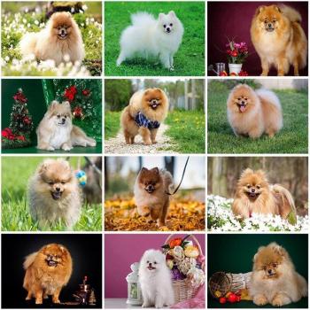 Pomeranian Mosaic Diamond Painting Set