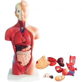 Modèle réduit 4D d'organes humains