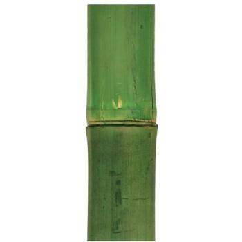 Palo de Bambú Decorativo 7 x 150 cm