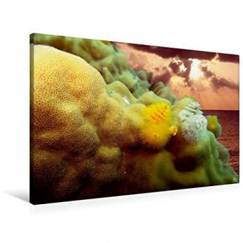 Premium Textil-Leinwand 90 x 60 cm Quer-Format Surreale Unterwasserwelt, Leinwanddruck von Tobias Indermuehle