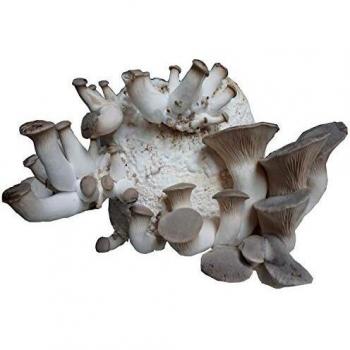 Hawlik Bio Kräuterseitling Kulturpaket – Heimzucht